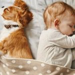 Top 10 Most Affectionate Dog Breeds: The Sweetest, Most Loving, and Cuddly Companions